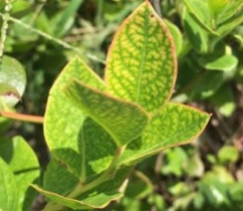 Дефицит железа у голубики