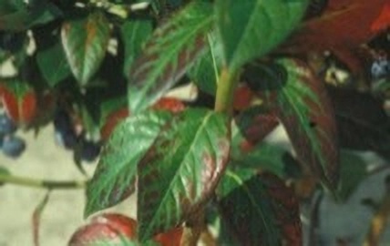 Крупный план узора 'ёлочки'