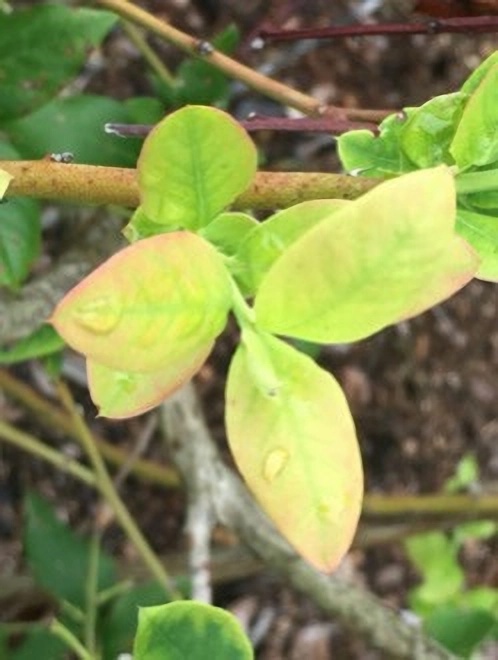 Дефицит азота у голубики